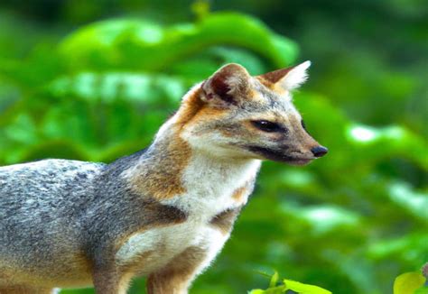 Discovering Blanford's Fox in Sri Lanka: Habitat, Behavior, and ...