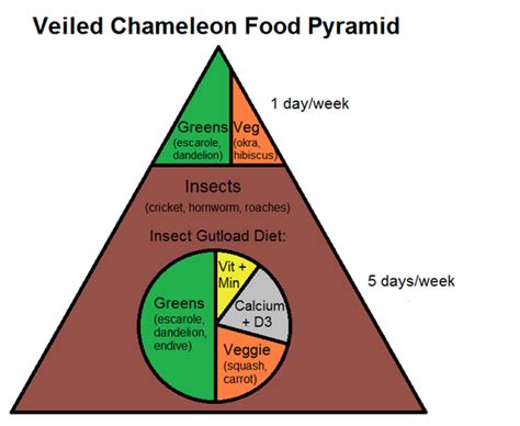 Veiled Chameleon Food Pyramid - Complete Critter