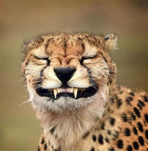 Cheetah trying to smile for the picture 😄 #cheetah #wildcat #smiling ...