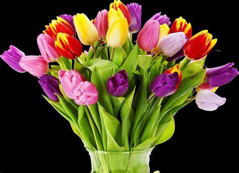 Latestframes: tulips_flowers_bouquet_bright_vase