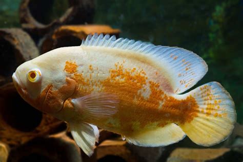 Lemon Oscar Fish