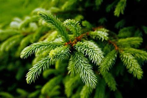 Pine Trees Archives | Gardener's Path