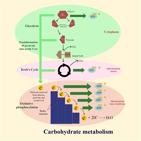 Steps In Carbohydrate Metabolism