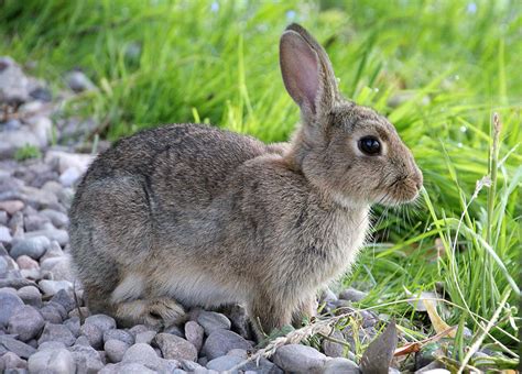 Wild Rabbit Standing