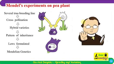 XII CH 2 Classical Genetics Mendel's Experiments - YouTube