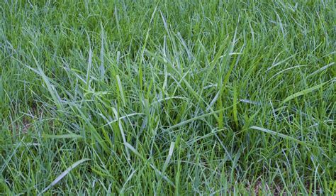 When And How To Plant Tall Fescue Grass Seed