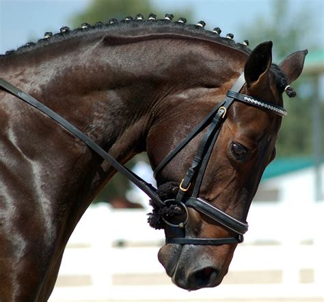 Braymere Custom Saddlery: Dressage braids and bridles | Hanoverian ...