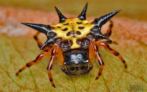 World’s most amazing spiders | Explore | Awesome Activities & Fun Facts ...