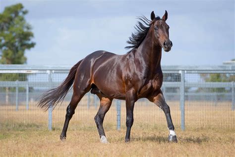 Stallions - Gold Front Thoroughbred Breeding