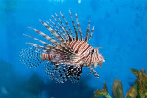 Red Lionfish Information and Picture | Sea Animals