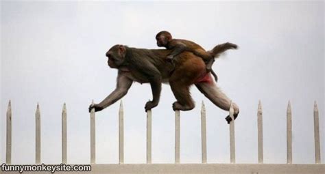 Monkey Run - Funny Monkey Pictures