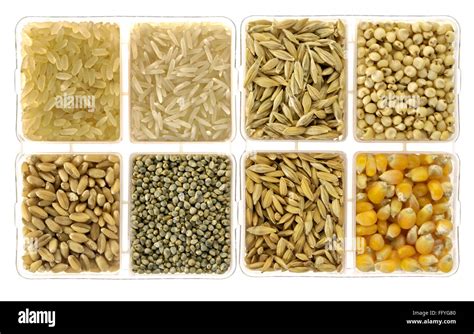 Food grains rice barley jowar wheat bajra paddy rice and corn in Stock ...