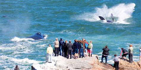 Whale Watching in Hermanus – Packages & Itineraries – Discover Africa