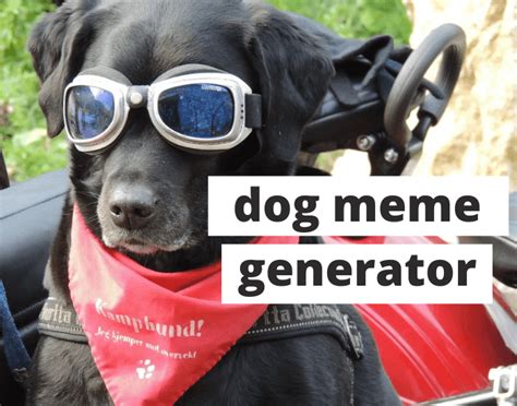 Free Dog Meme Generator | PetPress