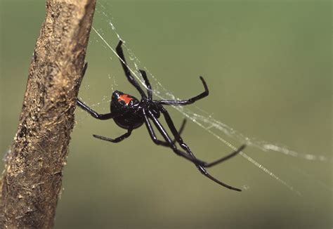 Black Widow and Recluses: Avoiding Venomous Spiders of the Southeast ...