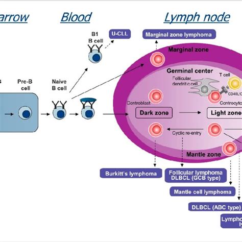 (PDF) Mechanisms of B Cell Receptor Activation and Responses to B Cell ...