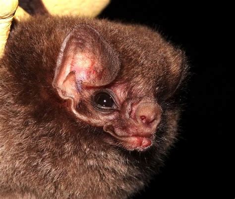 vampire bat [IMAGE] | EurekAlert! Science News Releases