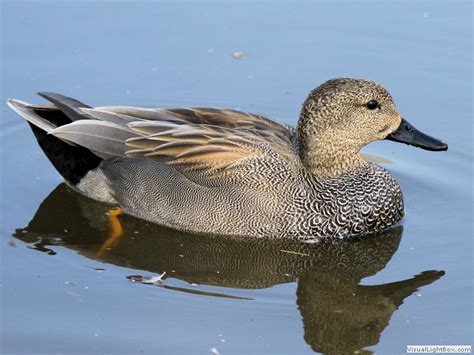 Identify Gadwall - Duck - Wildfowl Photography.