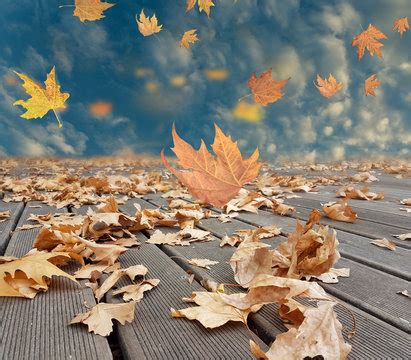 Wind Blowing Leaves Images – Browse 45,310 Stock Photos, Vectors, and ...