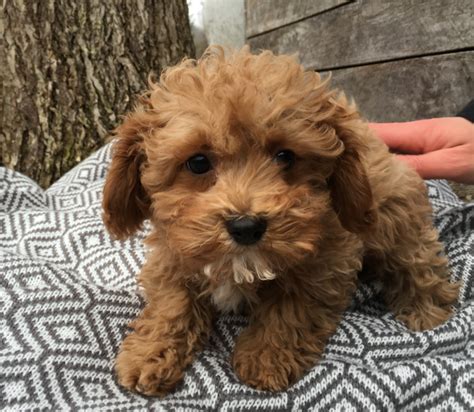 Cavapoochon Dog Breeders