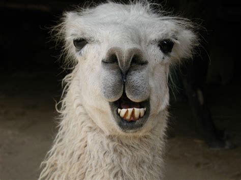 Funny Llama Wallpapers - Top Free Funny Llama Backgrounds - WallpaperAccess