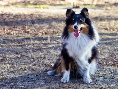 Border Collie Ears: The Complete Guide 2023 - Canine HQ