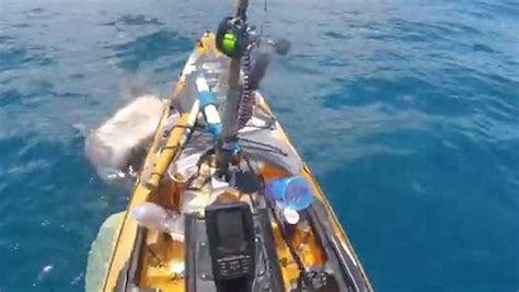 Video: Apparent tiger shark attacks, bites kayak near Oahu, Hawaii