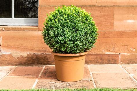 How to Grow and Care for Boxwood (Box) Shrubs