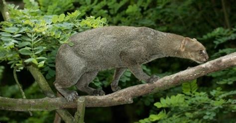 Jaguarundi Cat Pictures - AZ Animals