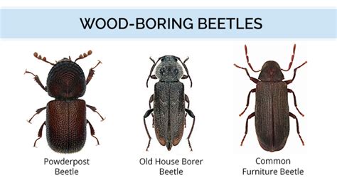 What Do Wood-Boring Beetles Look Like | Wood Bug Identification Guide