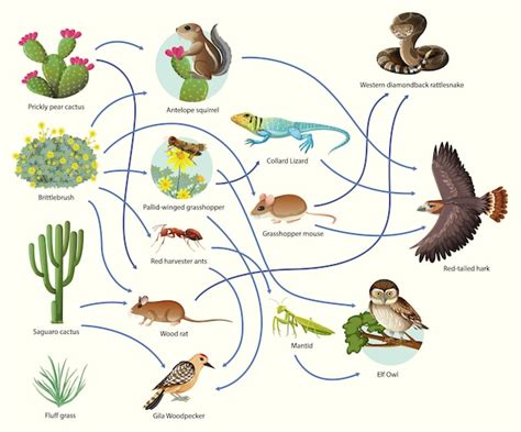 Free Vector | Diagram showing animal food chain on white background