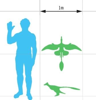 Microraptor | Extinct Animals