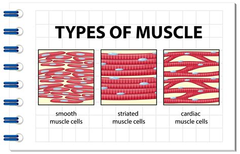 Types of muscle cell diagram 1783902 Vector Art at Vecteezy