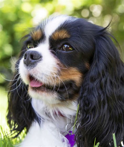 10 Cool Facts About Cavalier King Charles Spaniels | Mom.com