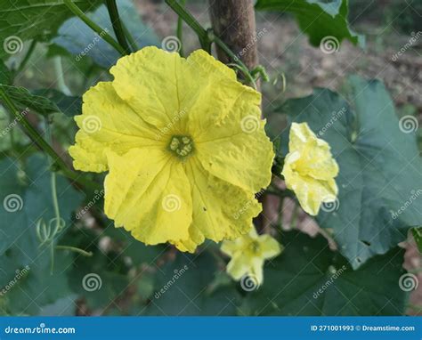 Flowers of Luffa Acutangula Stock Image - Image of luffa, opening ...