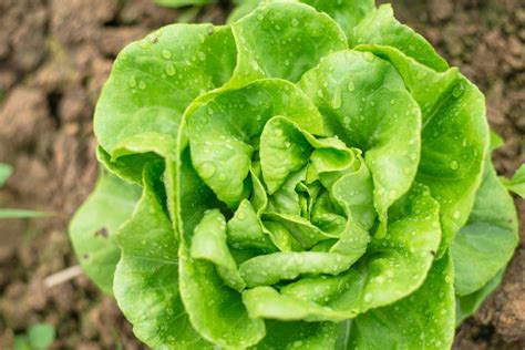 18 Types of Lettuce and the Best Ways to Eat Each One | Types of ...