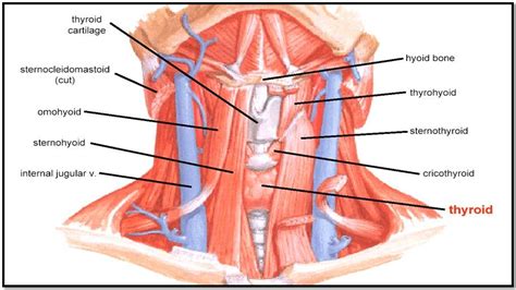 11b. Neck II - Gross Anatomy with Bai at University of Maryland ...