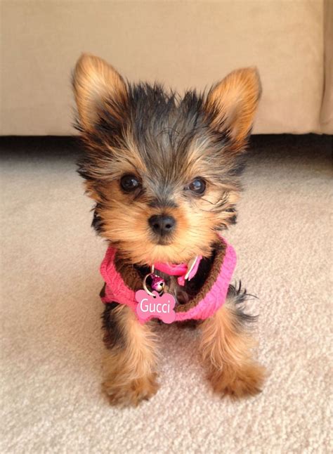 Unbelievable | Yorkshire terrier puppies, Cute baby animals, Puppies