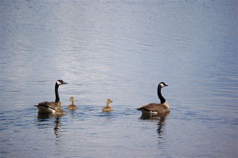 Seney National Wildlife Refuge Canada Geese Family - Travel the Mitten