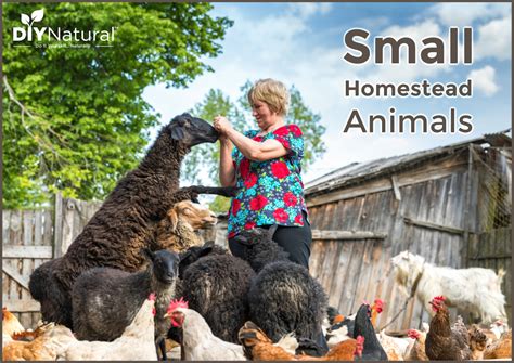 Small Farm Animals: Livestock Choices For My Half Acre Homestead