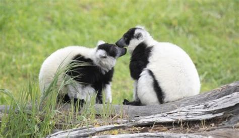 San Francisco Zoo: Fascinating Animals & Conservation