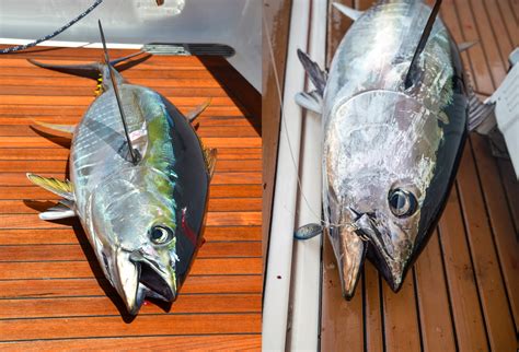 Identifying Bluefin vs Yellowfin Tuna - On The Water