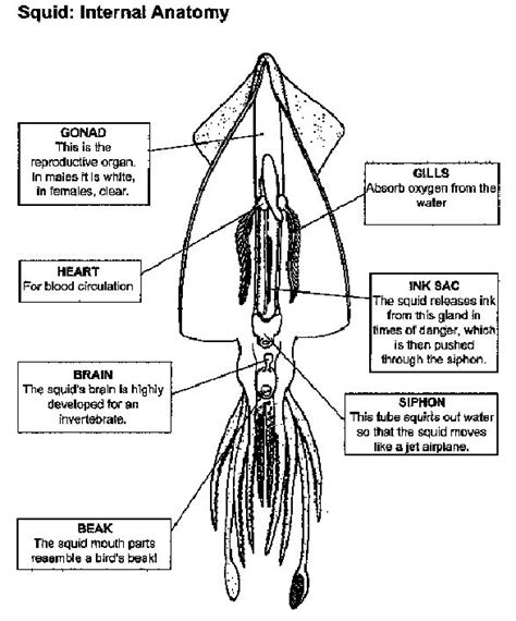 squid internal anatomy labelled :: manandmollusc.net | Anatomy Guides ...