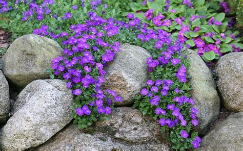 How to: build and plant an alpine rock garden David Domoney | Rockery ...