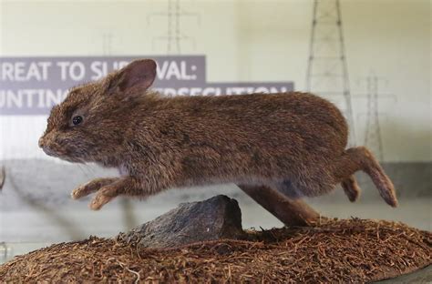 volcano rabbit (Romerolagus diazi); Image ONLY