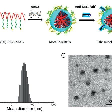 Schematic illustration of the antifibrotic effect of the as‐synthesized ...