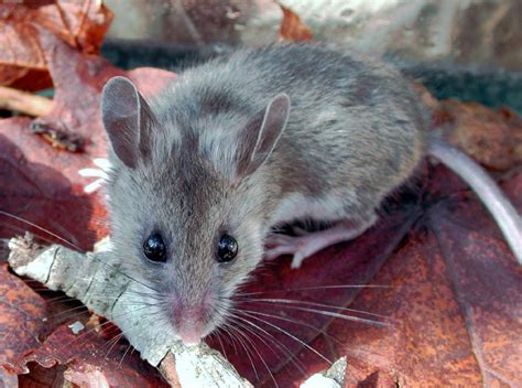 ADW: Peromyscus maniculatus: PICTURES