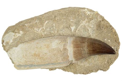 4.65" Fossil Rooted Mosasaur (Prognathodon) Tooth - Morocco (#192514 ...