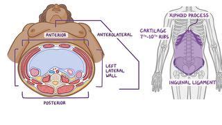 Arcuate Line: What Is It, Clinical Significance, and More | Osmosis