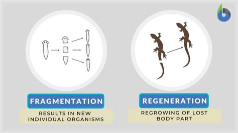 Fragmentation In Bacteria